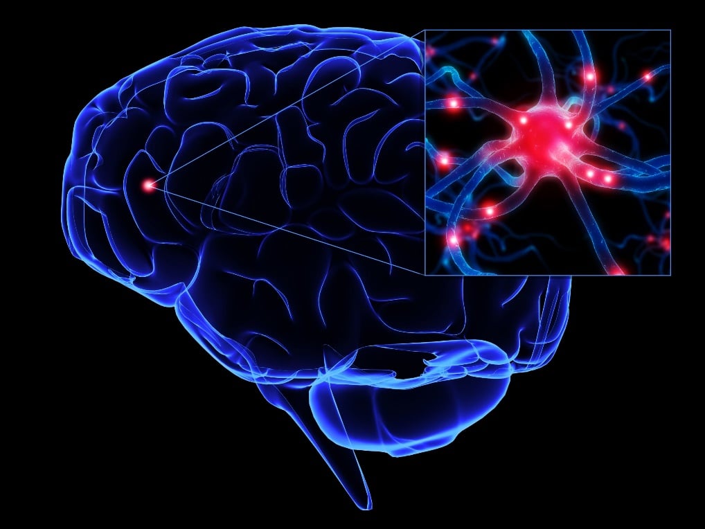 http://scicurious.scientopia.org/blog-media/sites/3/2011/05/neurons51.jpg